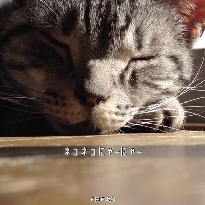 ネコネコにゃーにゃー (feat. 初音ミク)” by F田F太郎 - トラック