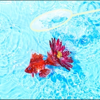 羽虫と自販機 By Kana Boon トラック 歌詞情報 Awa