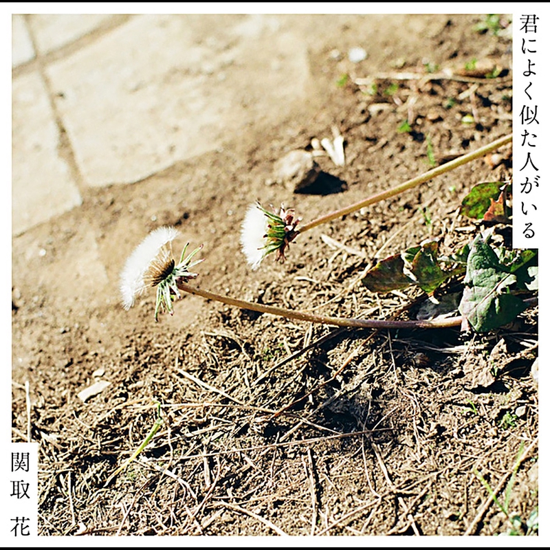 平凡な毎日 By 関取 花 トラック 歌詞情報 Awa